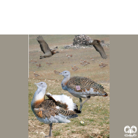 گونه میش مرغ Great Bustard